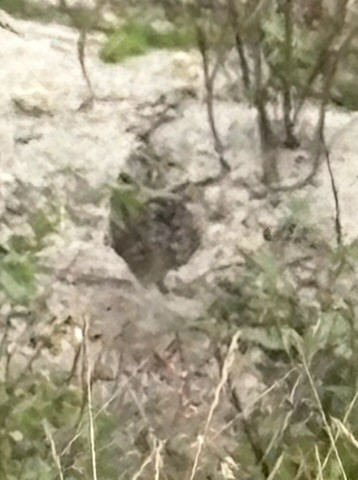 Burrowing Owl - ML647029370