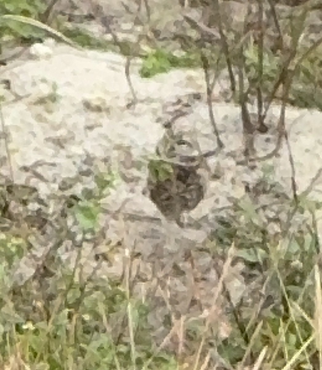 Burrowing Owl - ML647029371