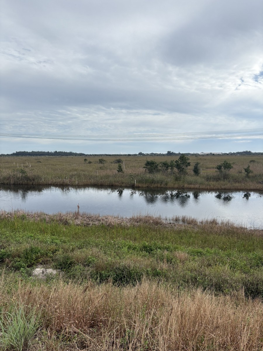 Burrowing Owl - ML647029372