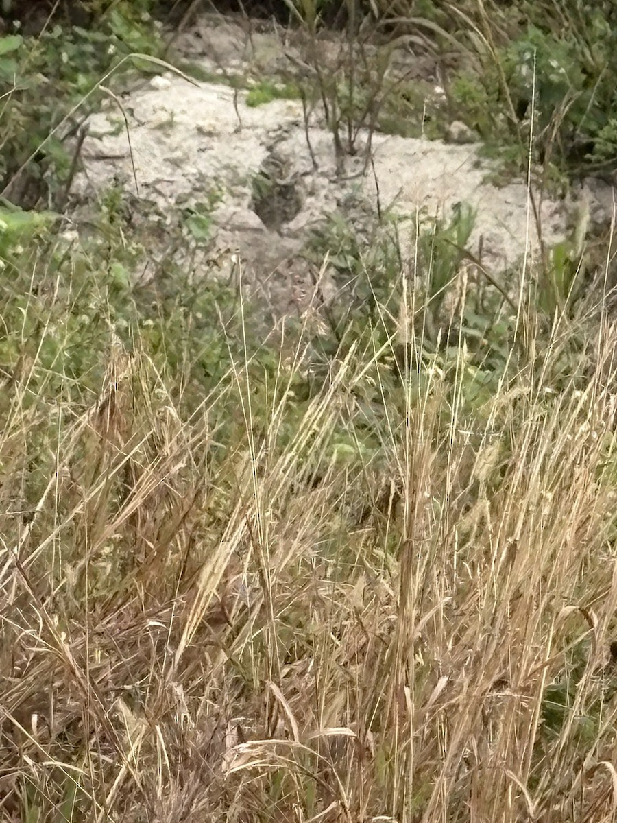 Burrowing Owl - ML647029373