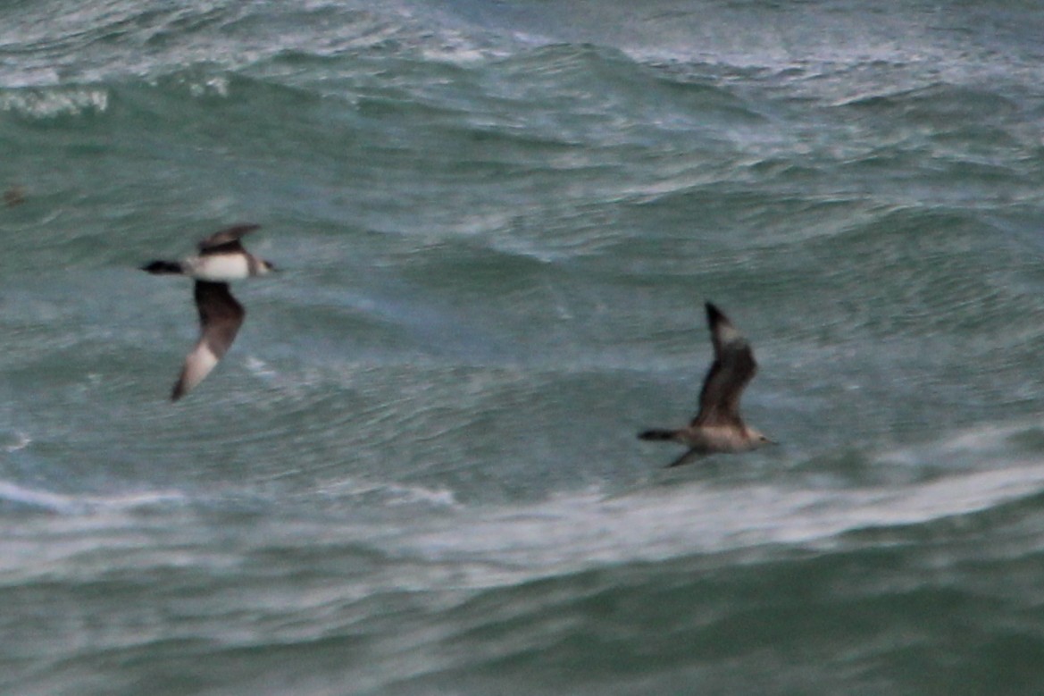 jaeger sp. - ML647029374