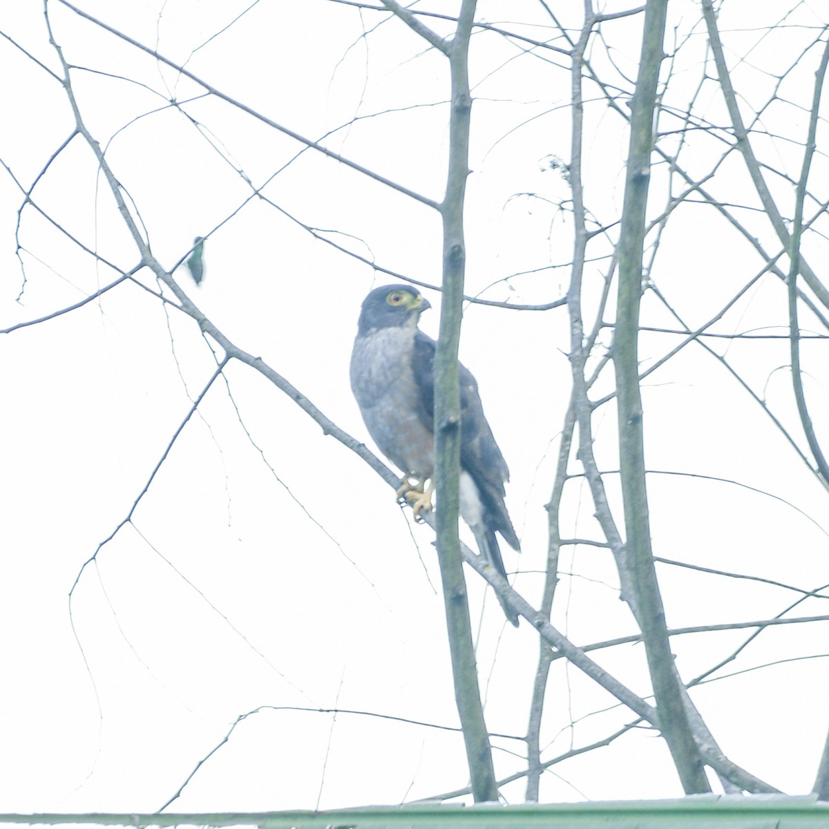 Rufous-thighed Kite - ML647029377