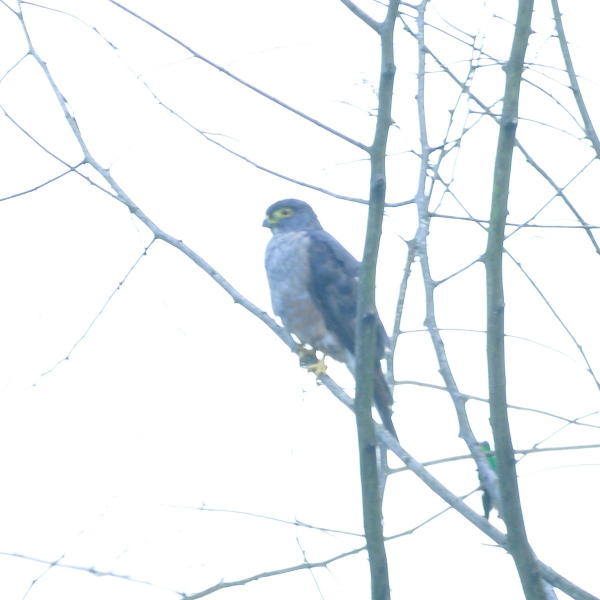 Rufous-thighed Kite - ML647029378