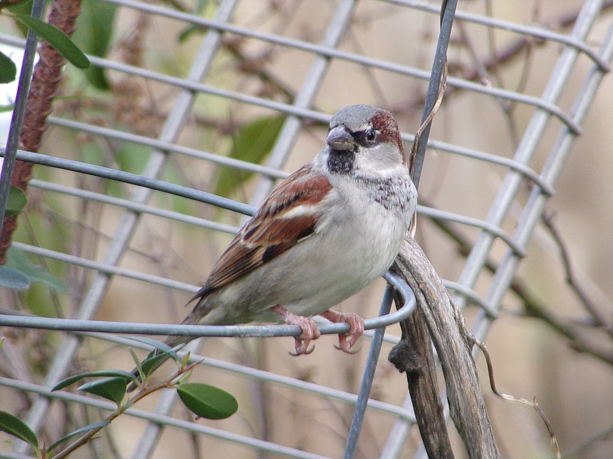 vrabec domácí - ML647029379