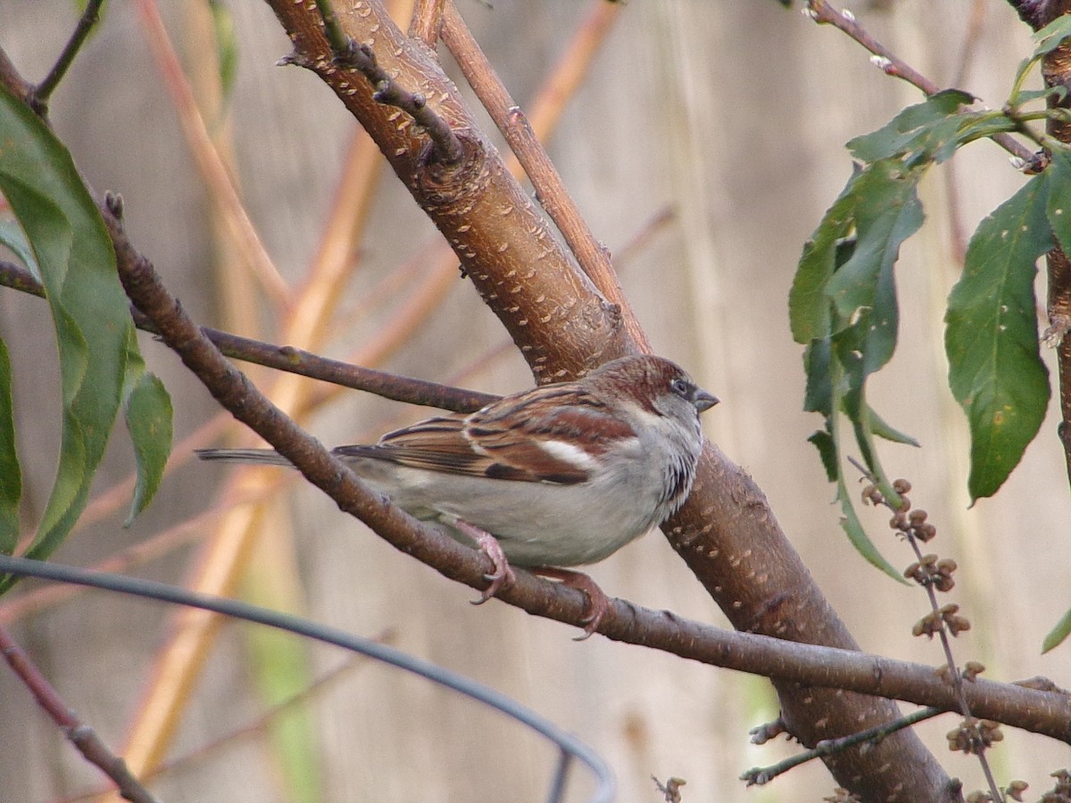 vrabec domácí - ML647029380