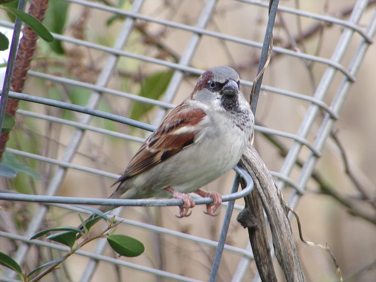 vrabec domácí - ML647029381