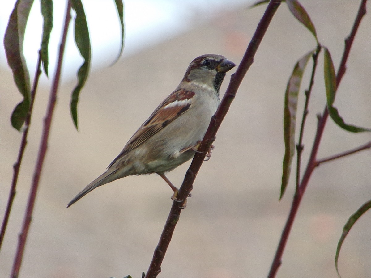 vrabec domácí - ML647029382