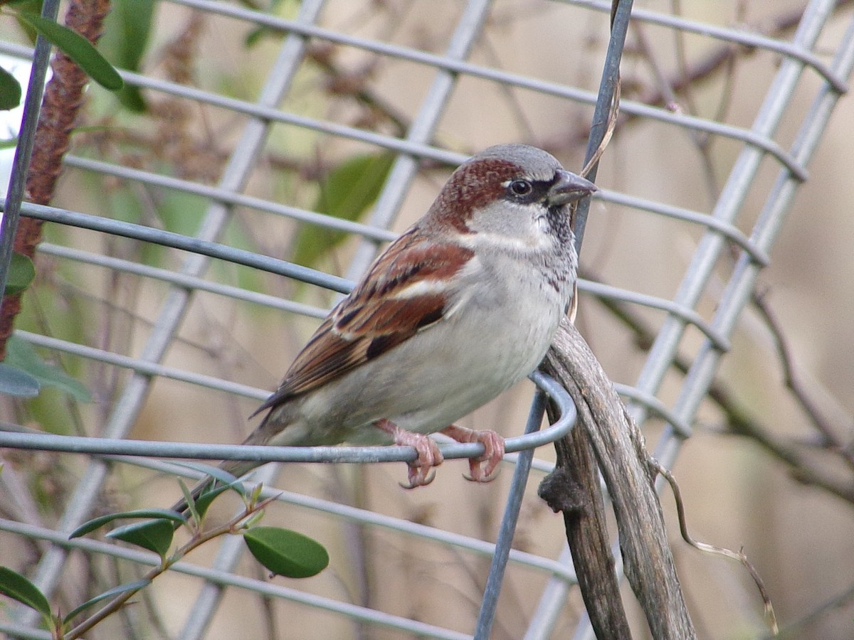 vrabec domácí - ML647029383