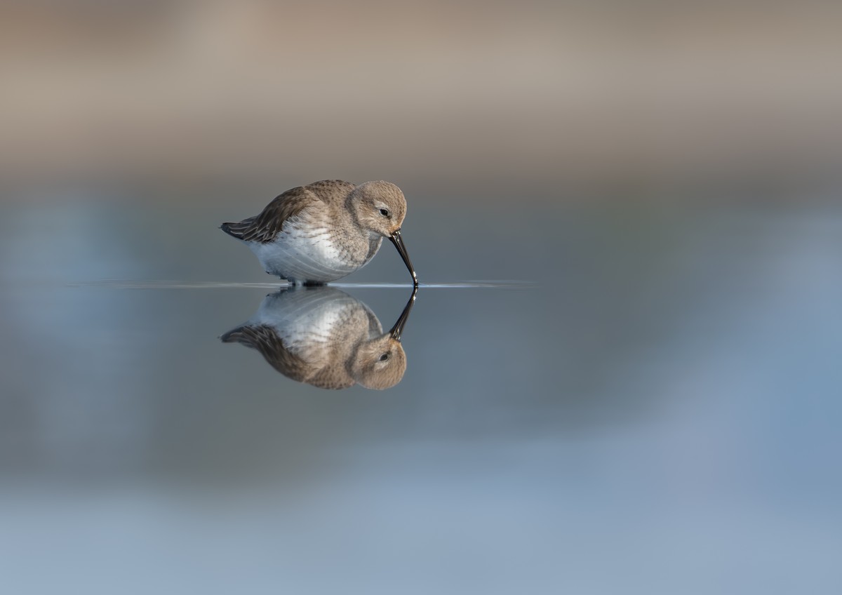 黑腹濱鷸 - ML647029399