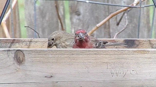 Hausgimpel - ML647029400