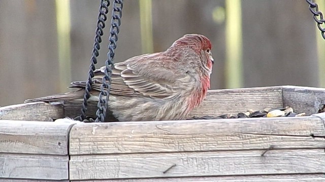 Hausgimpel - ML647029401