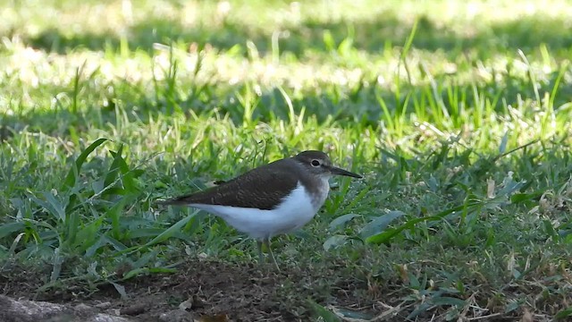 Flussuferläufer - ML647029404