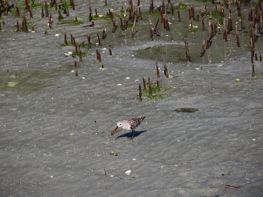 Semipalmated Sandpiper - ML647029405