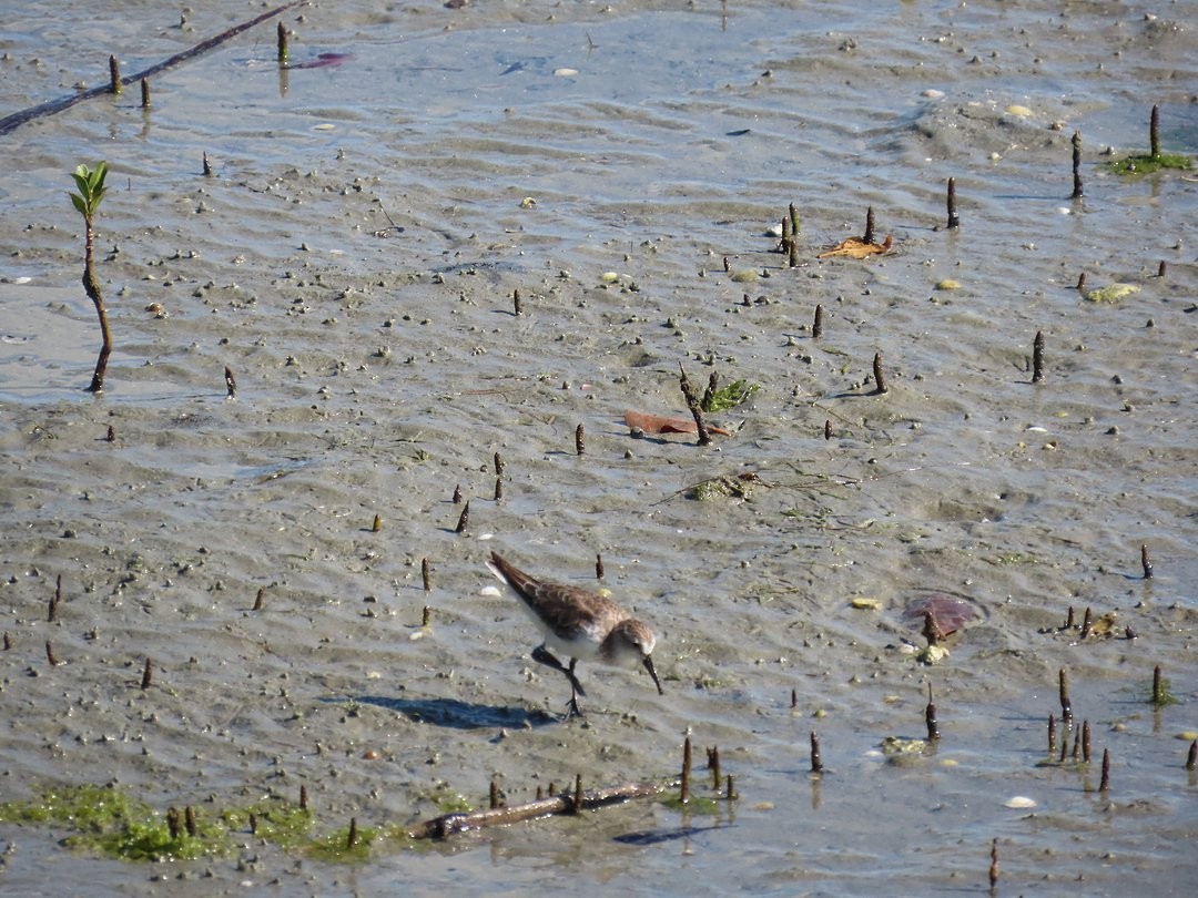 Semipalmated Sandpiper - ML647029407