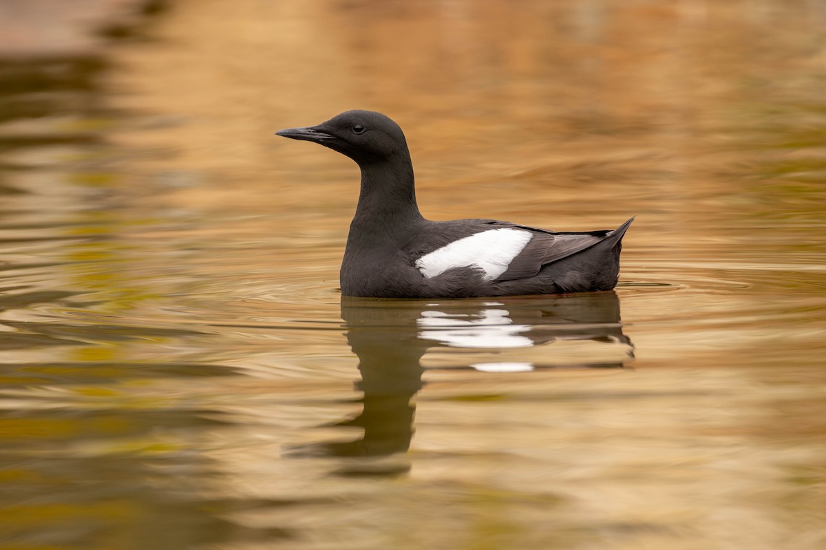 Black Guillemot - ML647029419