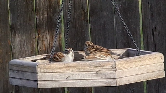 Schwirrammer - ML647029445