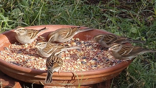 Schwirrammer - ML647029451