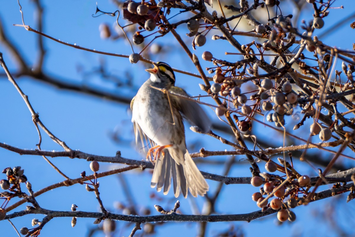 גיבתונית לבנת-גרון - ML647029454