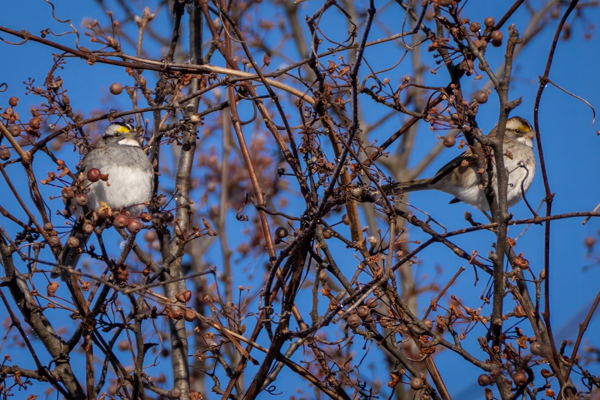 גיבתונית לבנת-גרון - ML647029455