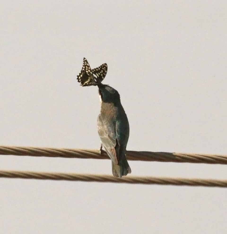 vlha modrolící - ML647029460