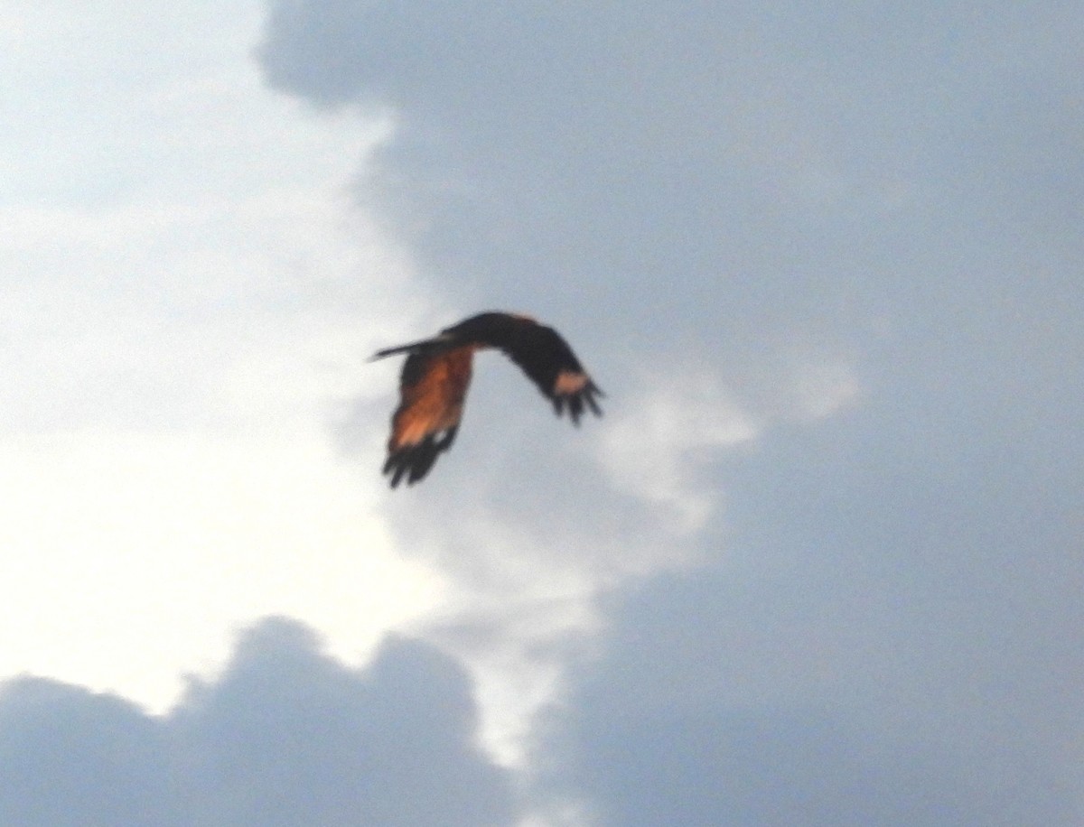 Savanna Hawk - ML647029468