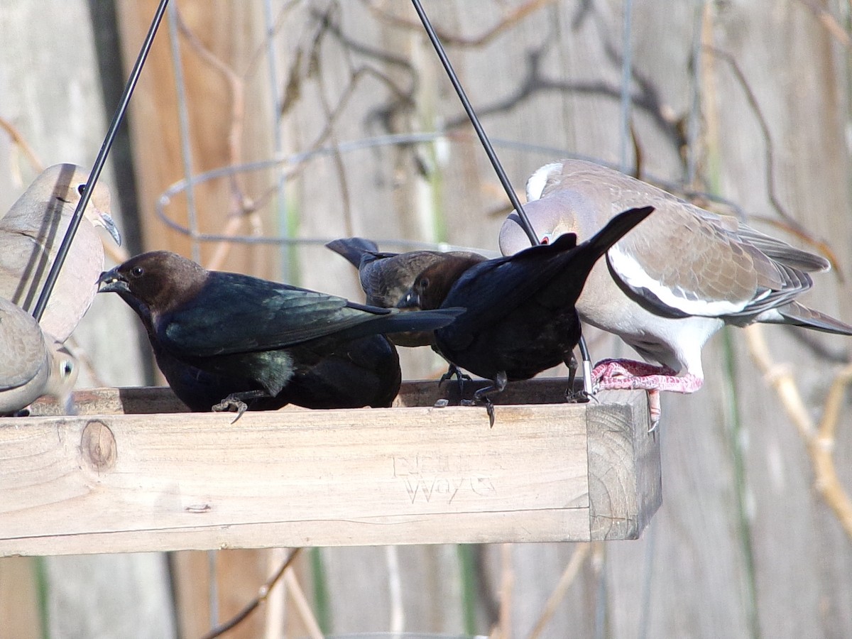 Braunkopf-Kuhstärling - ML647029470