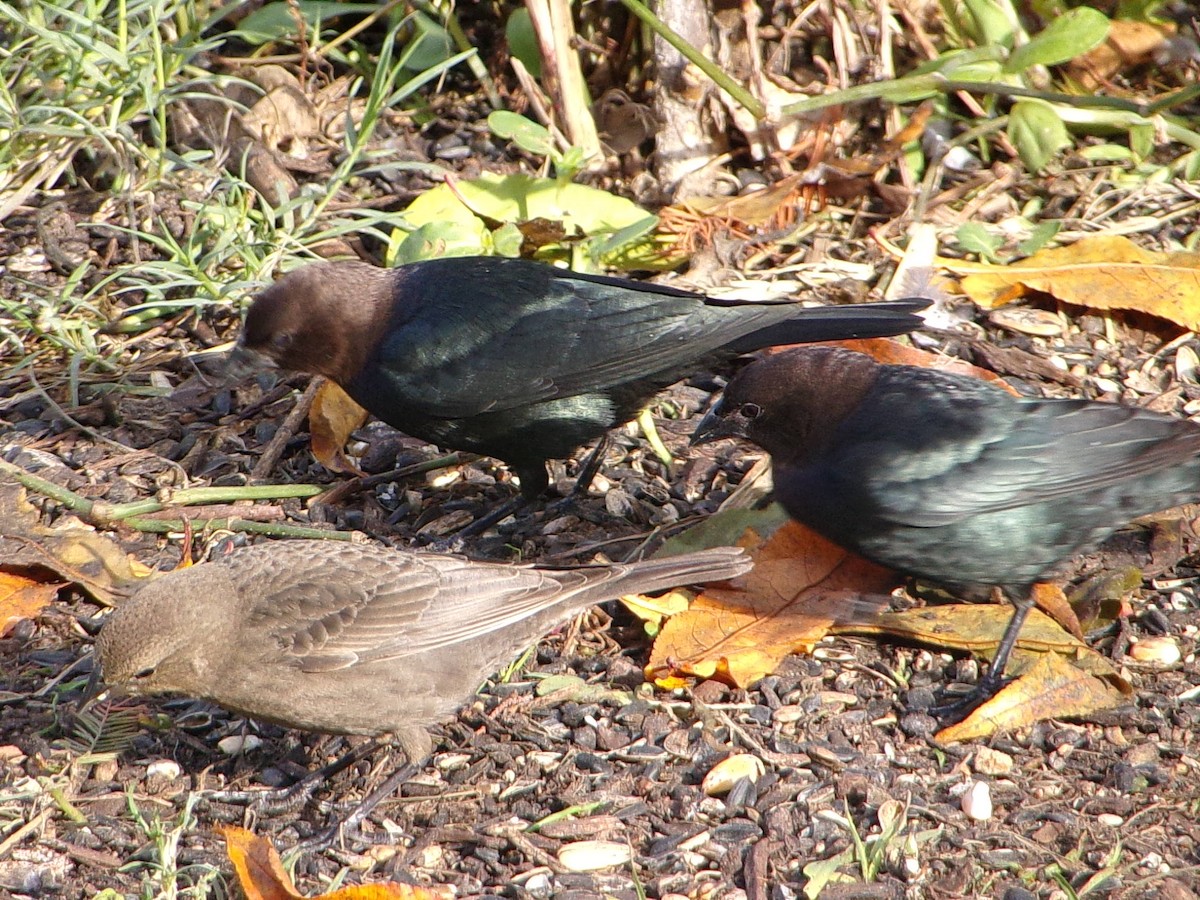 Braunkopf-Kuhstärling - ML647029471