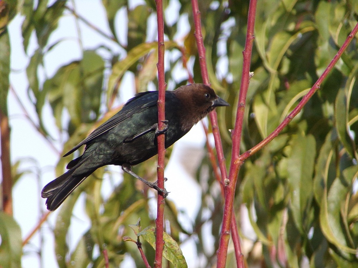 Braunkopf-Kuhstärling - ML647029472