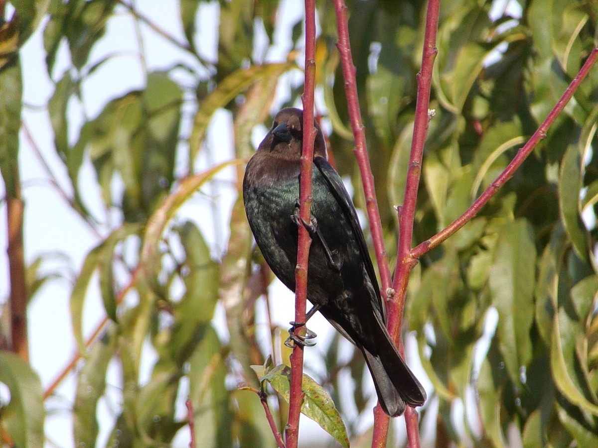 Braunkopf-Kuhstärling - ML647029473