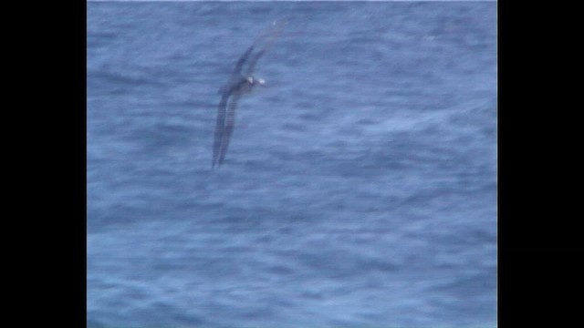 Cooksturmvogel - ML647029485