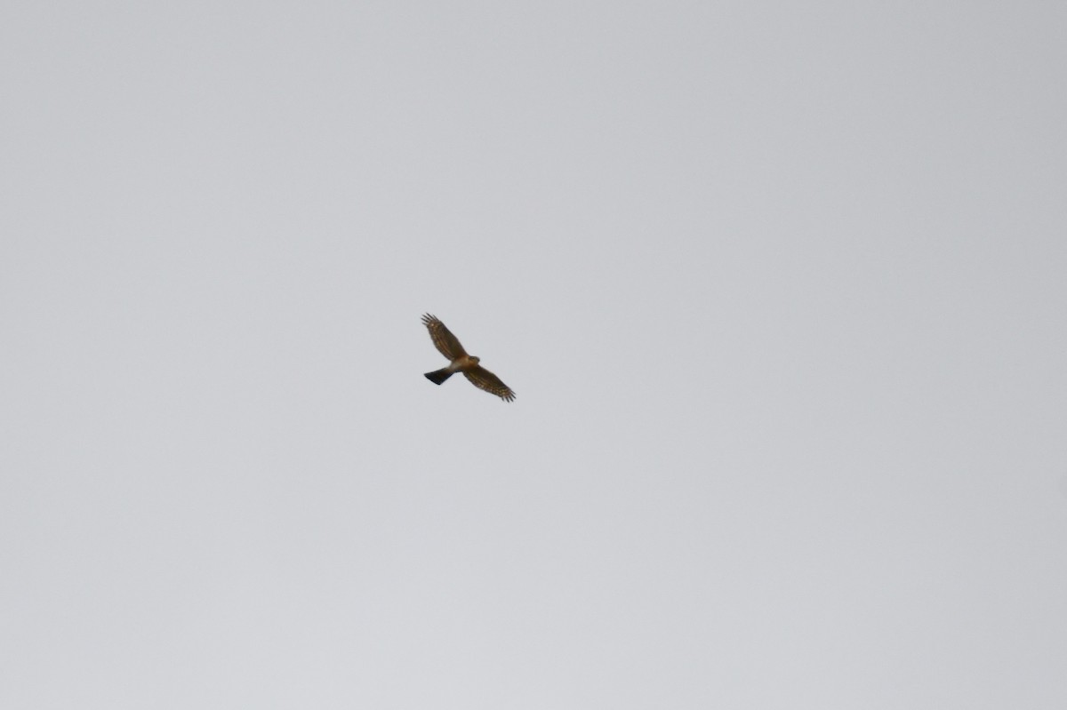 Rufous-breasted Sparrowhawk - ML647029514