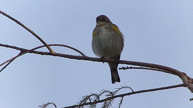 Kronenwaldsänger (coronata) - ML647029541