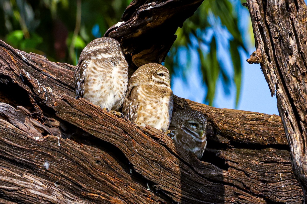 Spotted Owlet - ML647029544