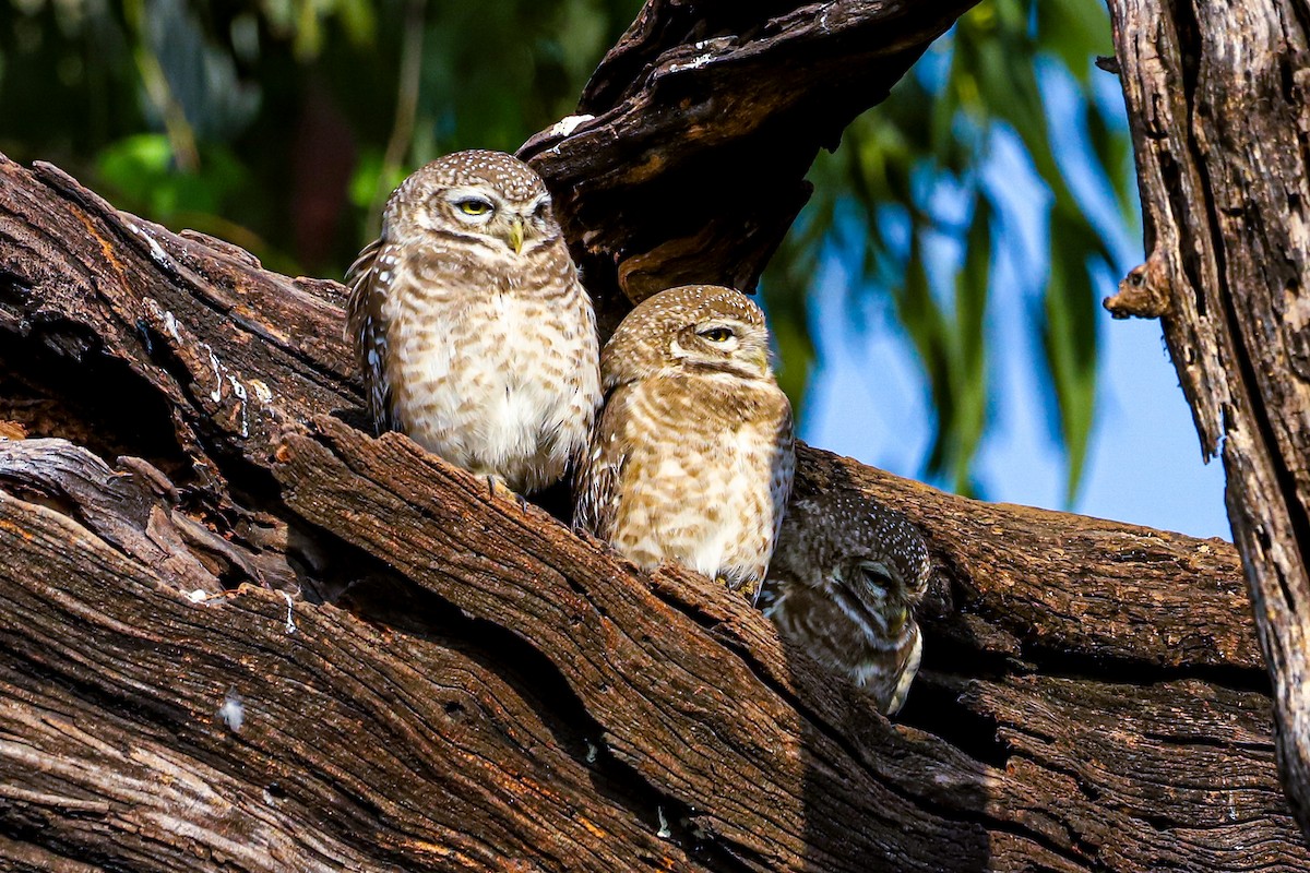 Spotted Owlet - ML647029545