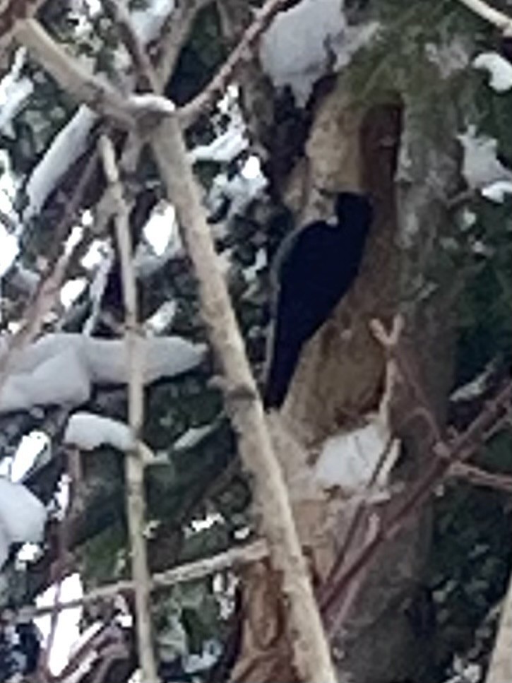 svartryggspett - ML647029568