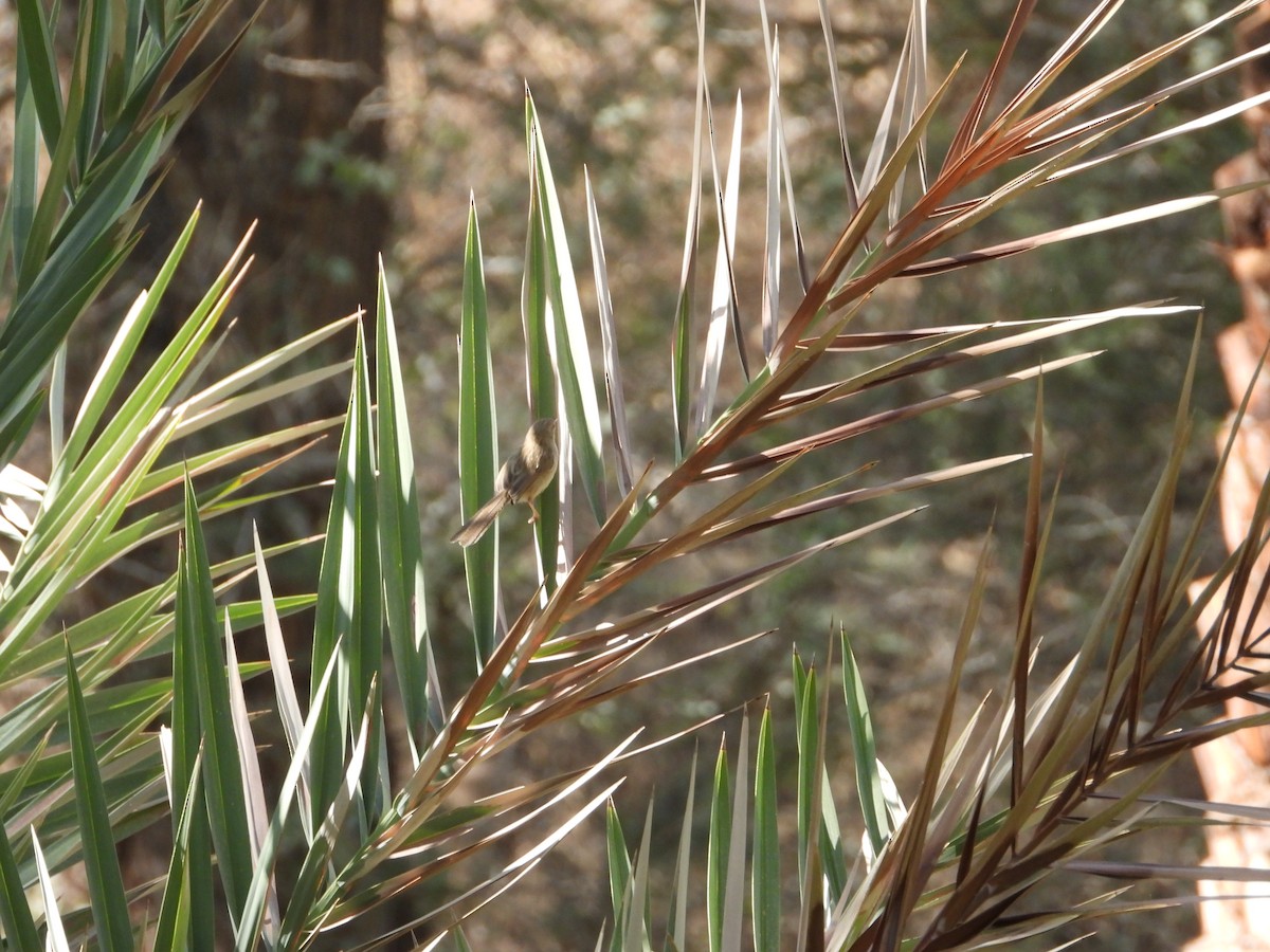 yndeprinia - ML647029573