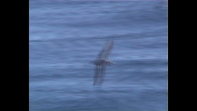 Cooksturmvogel - ML647029574