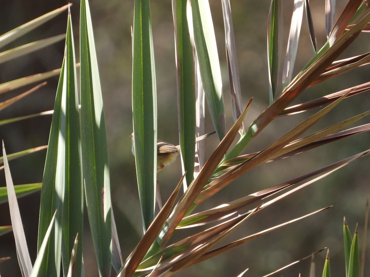 yndeprinia - ML647029597