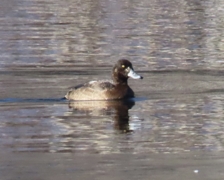 polák kaholka - ML647029606