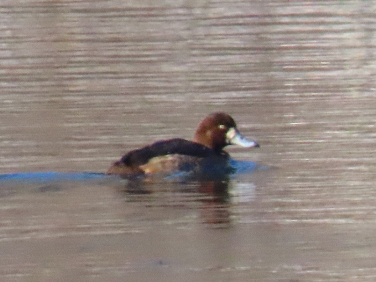 polák kaholka - ML647029607