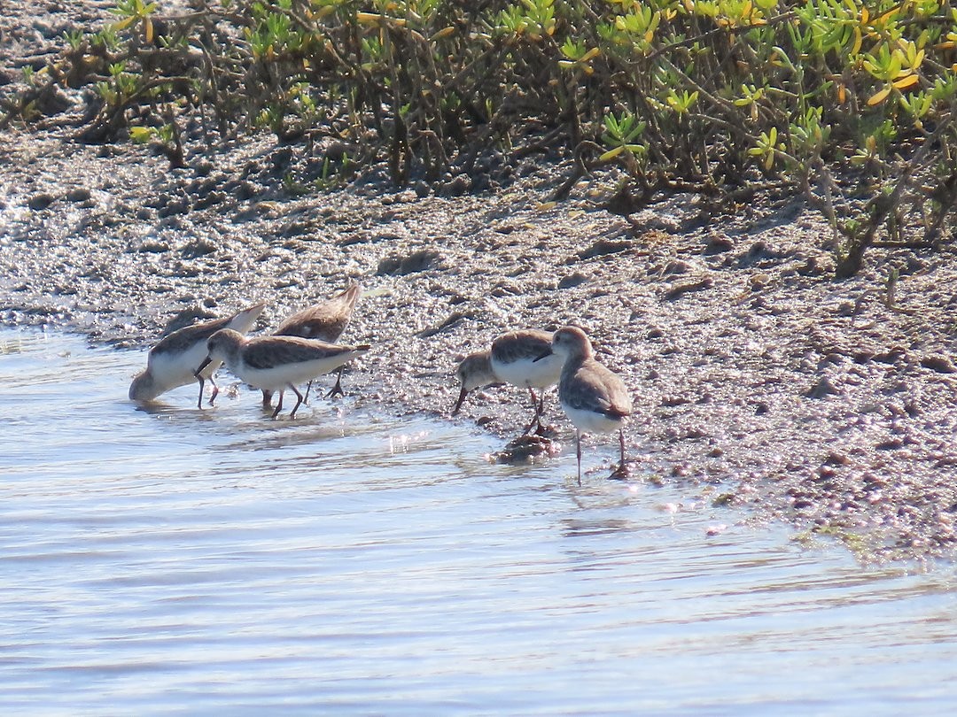 Semipalmated Sandpiper - ML647029609