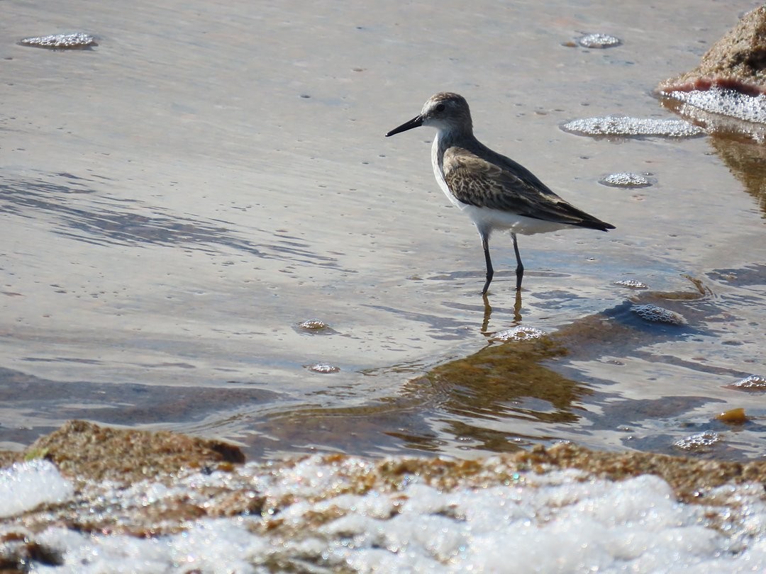 Semipalmated Sandpiper - ML647029612