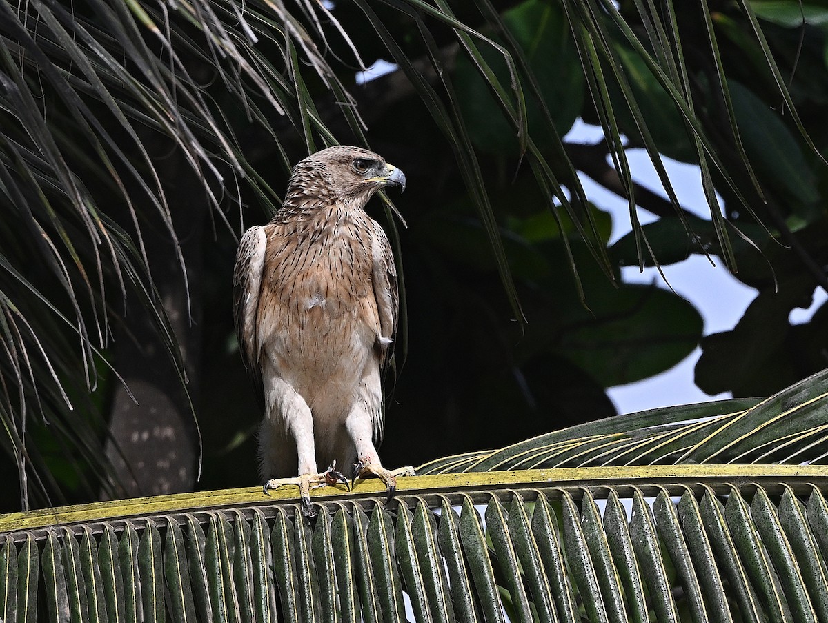 Bonelli's Eagle - ML647029615