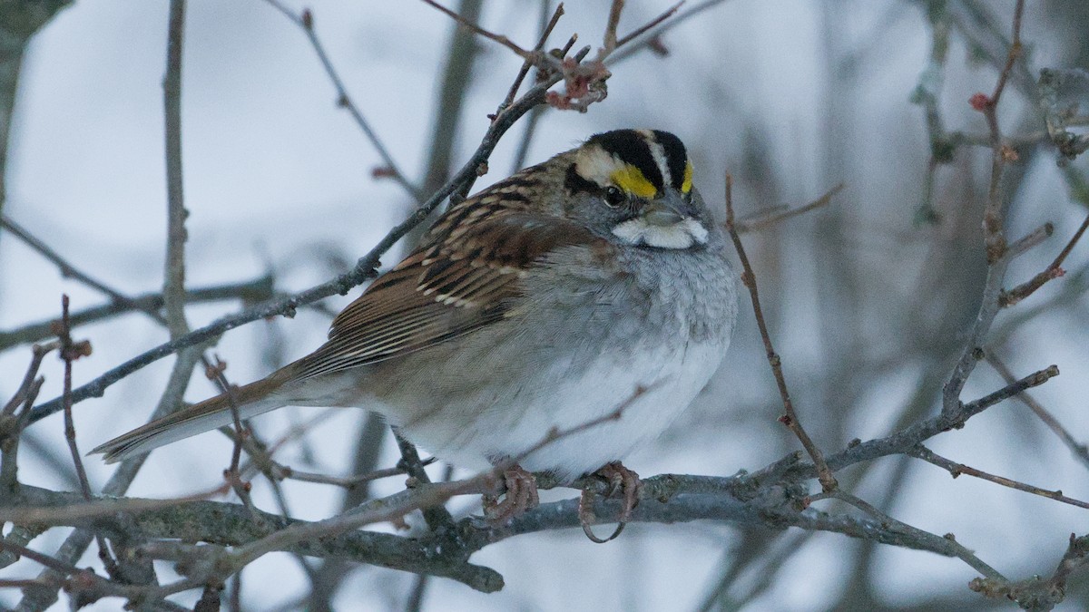 גיבתונית לבנת-גרון - ML647029616