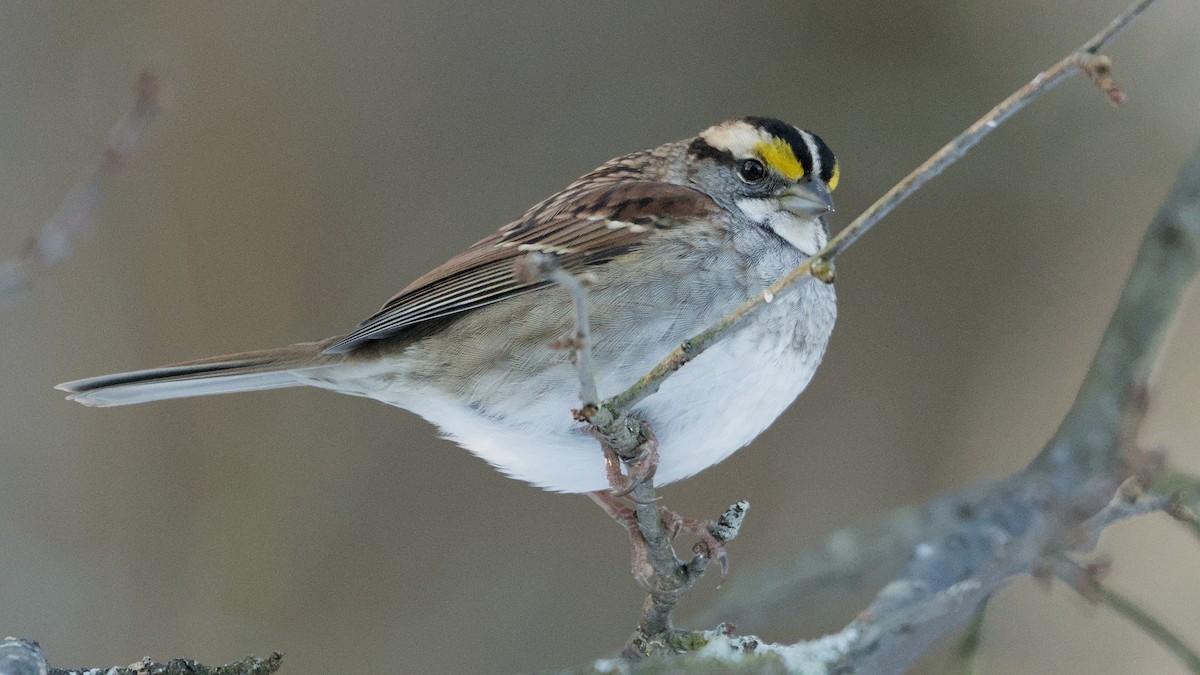 גיבתונית לבנת-גרון - ML647029617