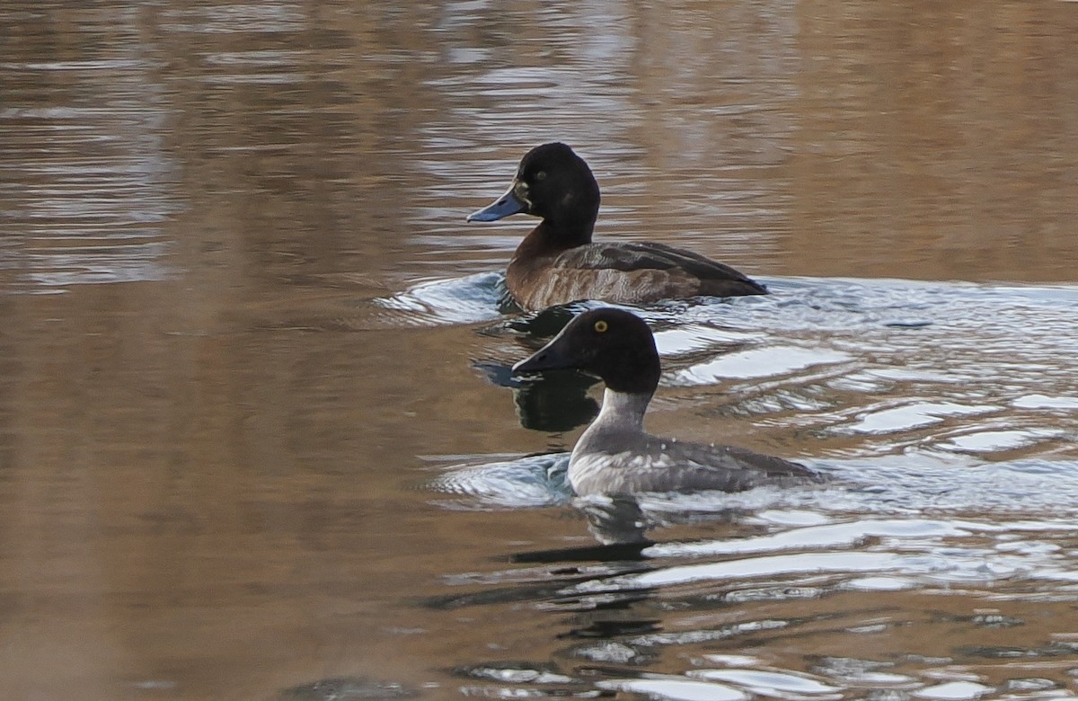 Kanadabergente - ML647029620