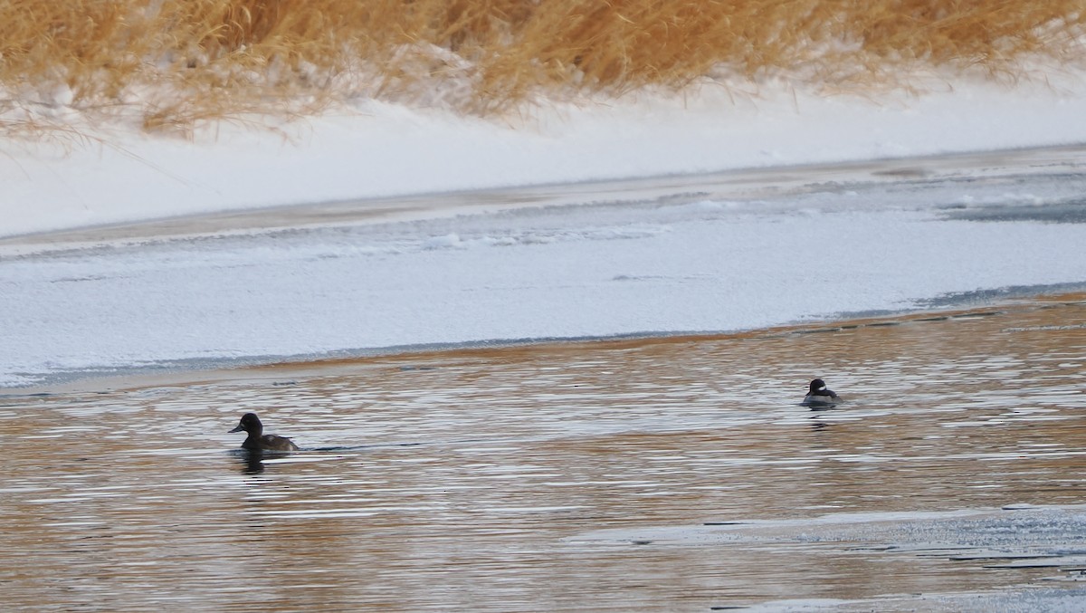 Bufflehead - ML647029623