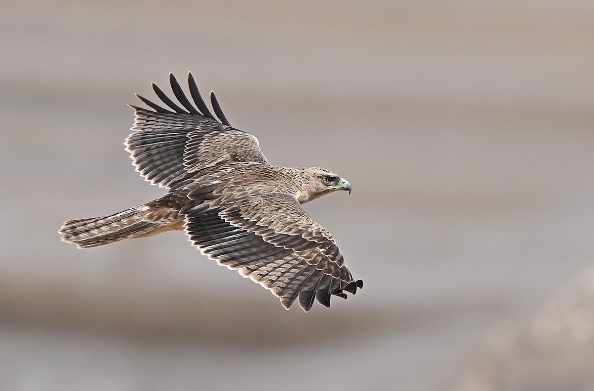 Bonelli's Eagle - ML647029624