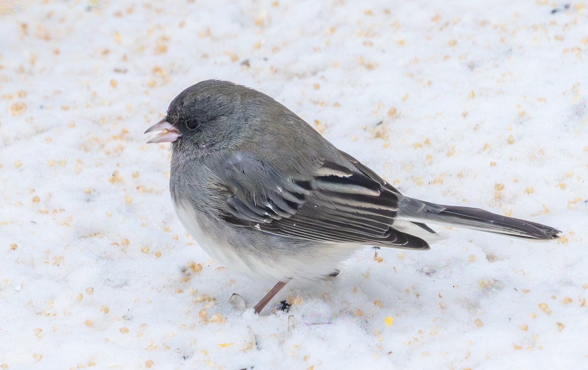 Dark-eyed Junco - ML647029630