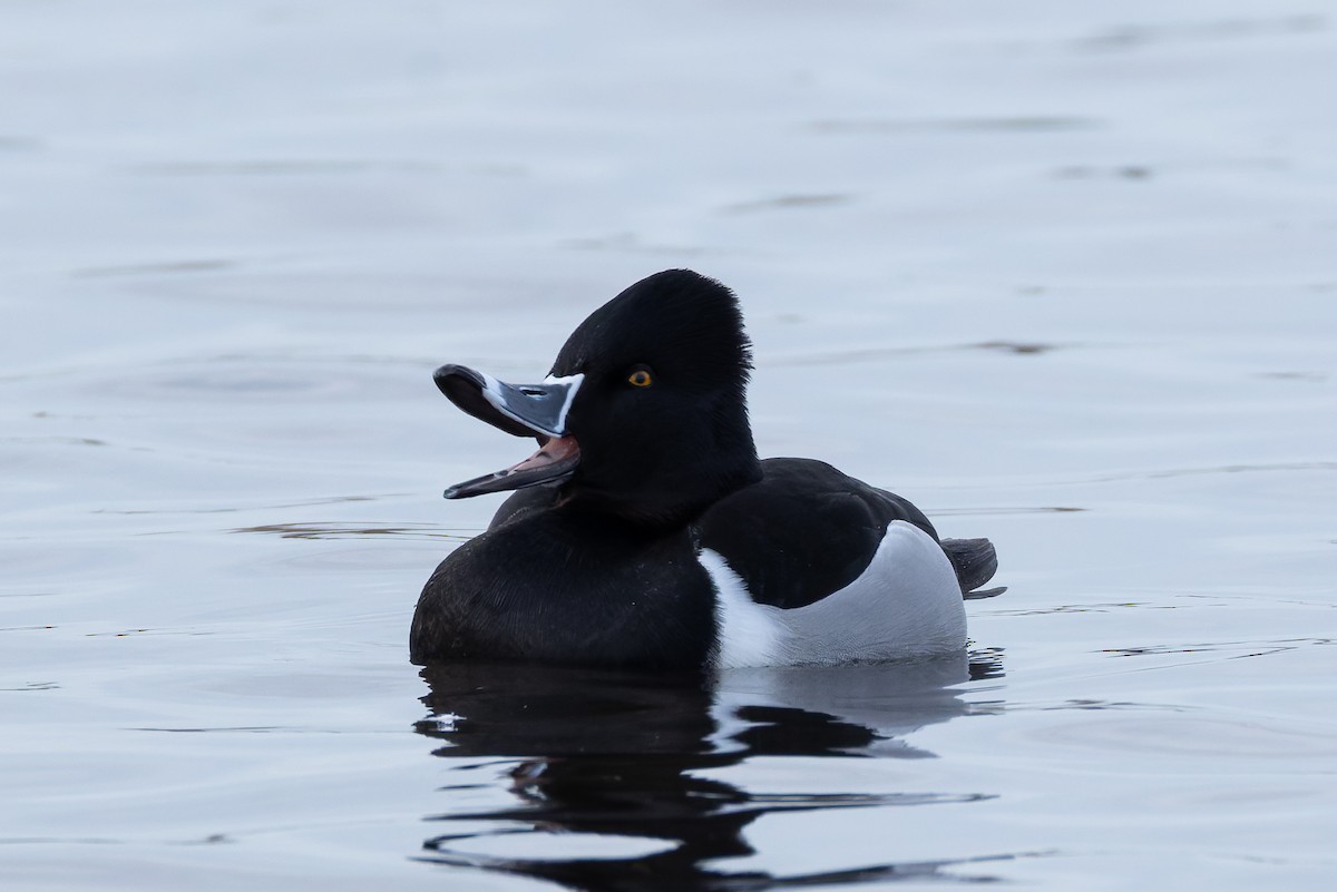 環頸潛鴨 - ML647029644